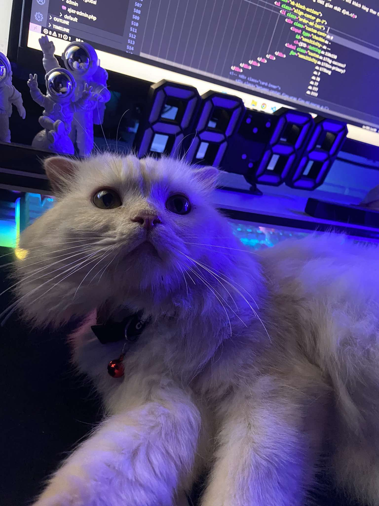 My Cat